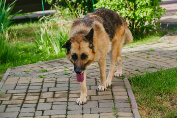 Big dog is walking along stone garden path