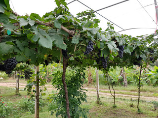 Thai grapevines with red grapefruits in a vineyard