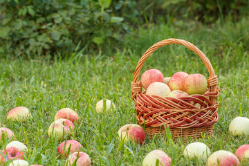 Red apples and wicker basket on green grass in the orchard.