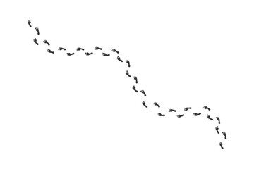 track footprints human shoes shoe sole funny feet footsteps paws people silhouette, route steps sign foot Walks Walking wallpaper banner poster footmark