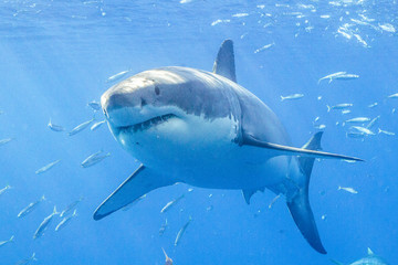 Great White Shark in Guadalupe Mexico