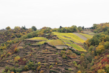 Wine yard in the Rhine river in autumn season