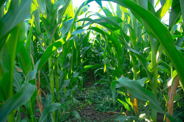 Corn field on a sunny day