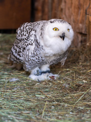 Fototapeta premium White (polar) owl eats the mouse. The snowy owl is a predator with yellow eyes and white feathers