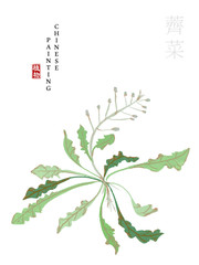 Watercolor Chinese ink paint art illustration nature plant from The Book of Songs Shepherd's Purse. Translation for the Chinese word : Plant and Shepherd's Purse