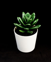 plastic plants  on the black  isolated background