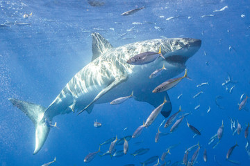 Naklejka premium Great White Shark in Guadalupe Mexico