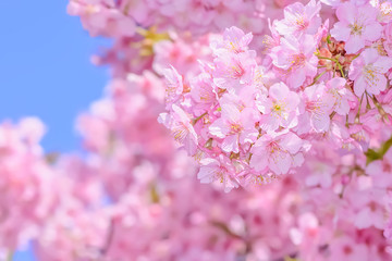 Naklejka premium 桜の開花イメージ 