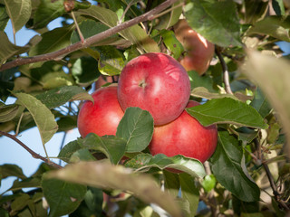 Red apple ripens on the branch in the orchard.