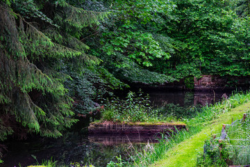 The forrest at the lake