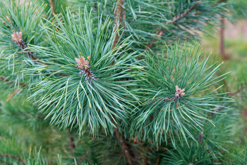 Naklejka na ściany i meble Branches of pine tree with natural background.