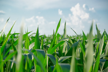 Corn field on a sunny day