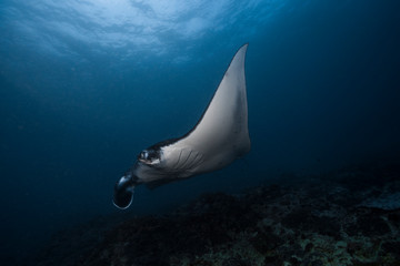 Reef Manta with missing cephalic fin