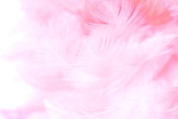 Fototapeta premium Blur Bird chickens feather texture for background, Fantasy, Abstract, soft color of art design.