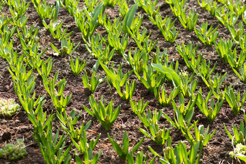 tulip sprouts, growing tulips in spring, green sprouts
