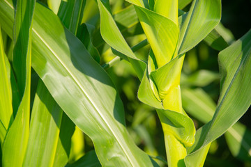 Corn field on a sunny day