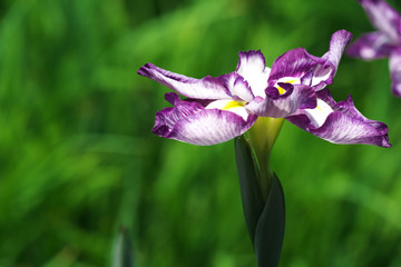 花菖蒲・1輪咲き