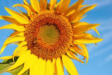 Naklejka premium Beautiful sunflower photographed in the summer.