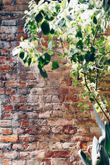 Old brick wall background with plant. Vertical orientation.