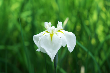 花菖蒲・1輪咲き