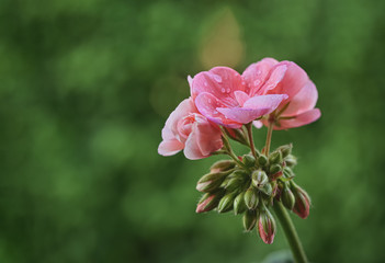 Obraz premium Geranium pink - Pelargonien - with raindrops - soft colors