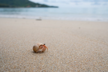 Fototapeta na wymiar Hermit crab walking on the beautiful beach. soft focus.