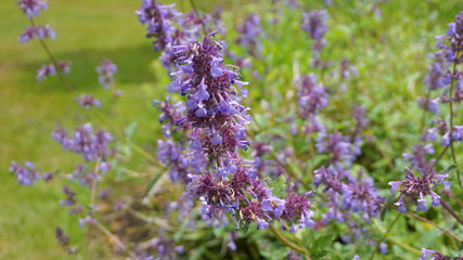 Beautiful small mentha (mint) flowers and leaves close up. Mint blossom.