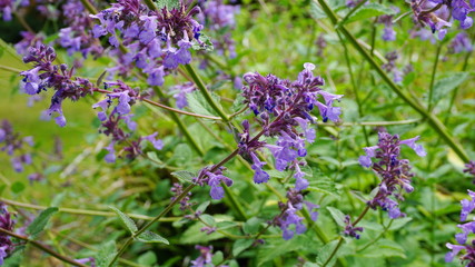 Beautiful small mentha (mint) flowers and leaves close up. Mint blossom.