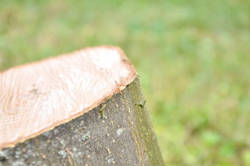cut thick tree trunk. Wood texture. Stump