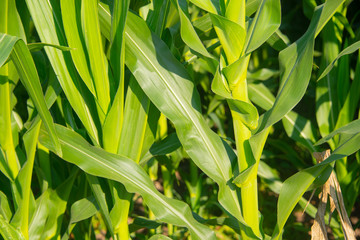 Corn field on a sunny day