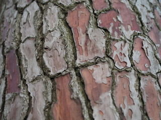 Three brances on Italian Stone pine in Sea resort. Texture Bark of Pine Tree closeup