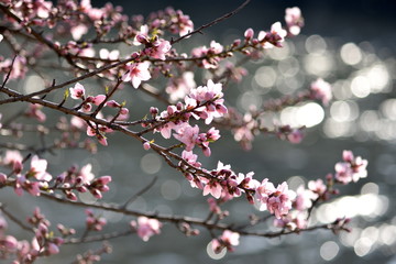 Cherry Blossoms