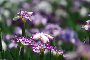 花菖蒲・数輪咲き