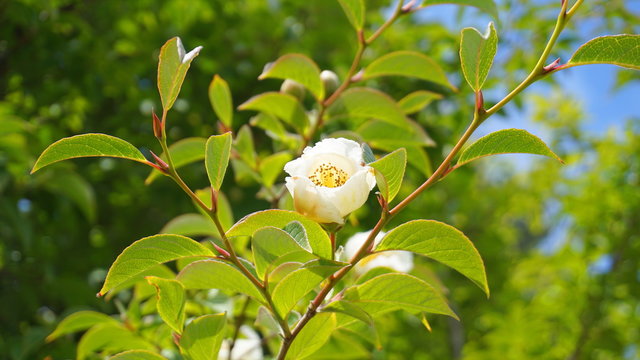 Japanese stewartia deciduous tree with beautiful white flower and green leaves on branches close up. Also known as Stewartia pseudocamellia, Korean stewartia, Deciduous camellia.