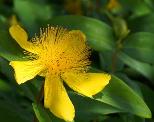 Bright and showy yellow Saint John's wort flower, also known as Hypericum perforatum close up.