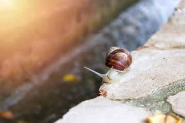 Closeup of a snail while. Sunny Day