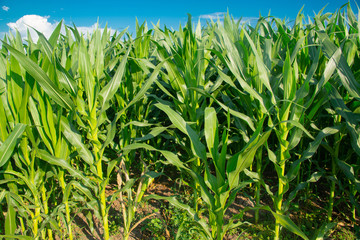 Obraz premium Corn field on a sunny day