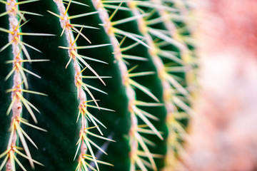 Cactus that takes close-up focus In the side of the cactus