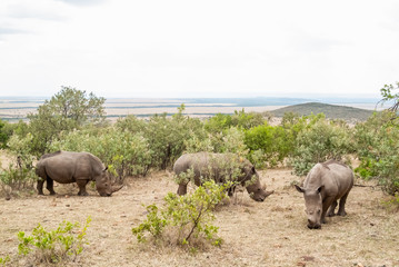 rhinos in lake Nakuru national park, Kenya