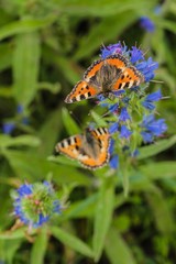 Fototapeta na wymiar Two small tortoiseshell butterflies, a colourful reddish orange Eurasian butterflies with black and blue spots, sitting wild blue and green flowers. Sunny summer day in nature. Vertical image.