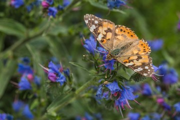 Close up image of colorful painted lady butterfly sitting on wild blue and purple flower growing in a garden on a hot sunny spring day.