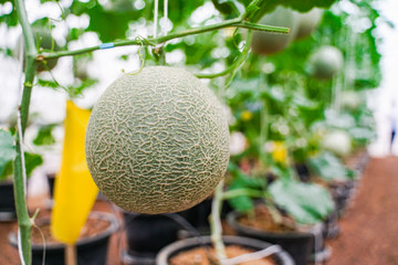 Closed-up of Japanese melons, green melon plants growing in greenhouse.
