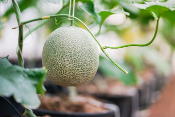 Closed-up of Japanese melons, green melon plants growing in greenhouse. - obrazy, fototapety, plakaty