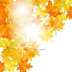 Naklejka na ściany i meble Autumn maple