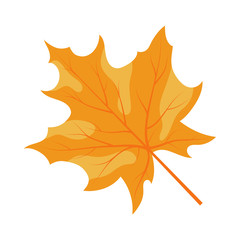 Autumn Maple Leaf