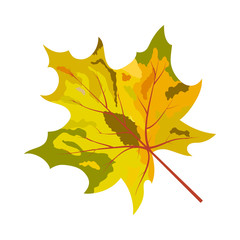 Autumn Maple Leaf