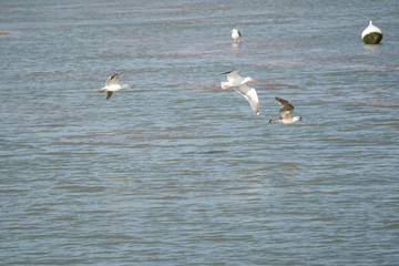 Fototapeta na wymiar Seagulls in combat mode