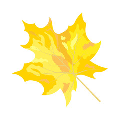 Autumn Maple Leaf