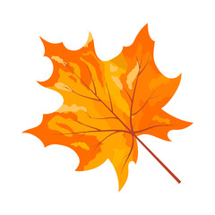 Autumn Maple Leaf