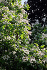 catalpa tree with pretty multicolor flowers